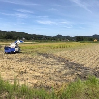 【ネット決済】新米コシヒカリ30kg玄米