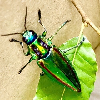 タマムシ　1匹　玉虫　たまむし　たま虫　玉むし