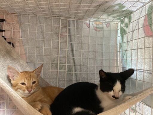 4か月くらいの外猫ちゃん 飼い主はいないようです 麓百合 尾道の猫の里親募集 ジモティー
