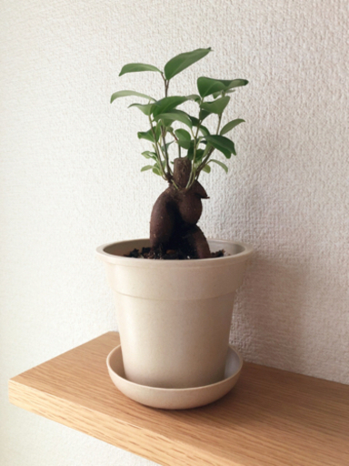 観葉植物　ガジュマル⑥　22cm　ナチュラルカラーの3.5号の鉢と受け皿付き