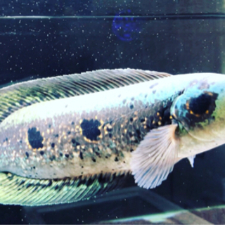 フラワートーマン(±32cm)