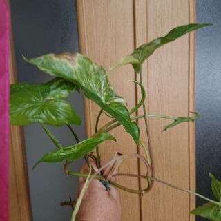 中古シンゴニウムが無料 格安で買える ジモティー