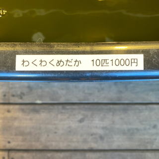 わくわくめだか　10匹　1000円