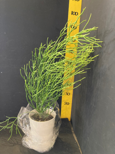 観葉植物 ミルクブッシュ 7寸 www.inversionesczhn.com