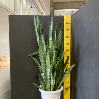 観葉植物　サンスベリア　ゼラニカ