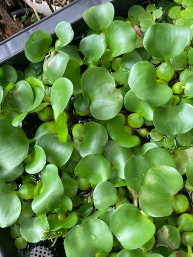 格安ホテイアオイホテイ草メダカの産卵床に あきりん 西鈴蘭台のその他の中古あげます 譲ります ジモティーで不用品の処分