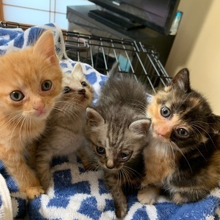『新しい家族が決まりました』4匹の子猫ちゃん里親募集