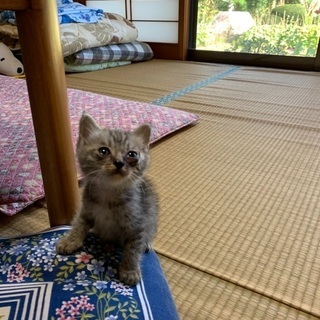 『新しい家族が決まりました』4匹の子猫ちゃん里親募集 − 福島県