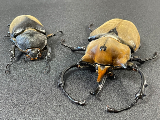 ②【完売】エレファスゾウカブト新成虫 ♂104mm/♀62mmペアその②