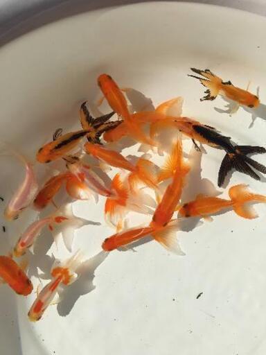 メダカ金魚飼育方法サポート めだかのゆめ 織部の家具の中古あげます 譲ります ジモティーで不用品の処分