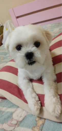 シーズーとマルチーズミックス犬 こん 藤江のシーズーの里親募集 ジモティー