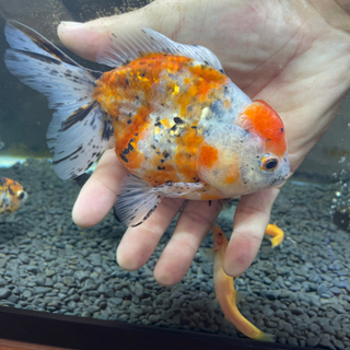 金魚(オランダ)売ります！