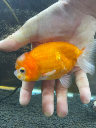らんちゅう