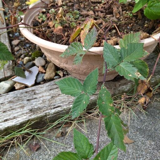 ブラックベリー苗 チャンコロビーム 真岡のその他の中古あげます 譲ります ジモティーで不用品の処分