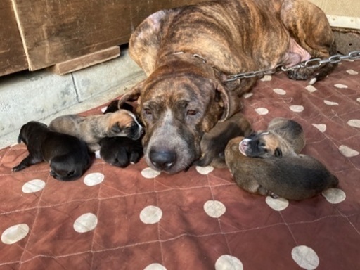 多数お問い合わせをいただいてるため 一度締め切らせていただきます 土佐犬のメス あさみ 宮崎のその他の里親募集 ジモティー