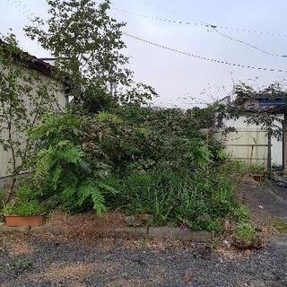 庭石、植物､土､差し上げます｡０円