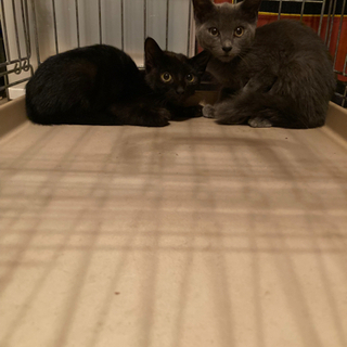 珍しいグレー猫と黒猫の兄弟を保護　２ヶ月半