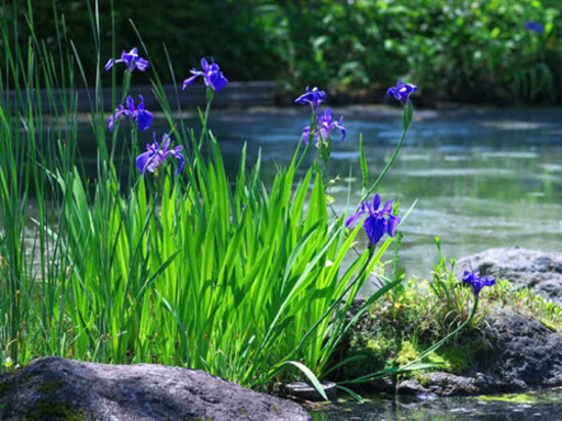 アクアリウム水生植物 カキツバタ 杜若 の種 ビオトープ 和風テイスト べっちー 坂戸のその他の中古あげます 譲ります ジモティーで不用品の処分
