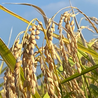🌾値下げ🌾籾保存🌾2020年🌾コシヒカリ🌾玄米29kg🌾