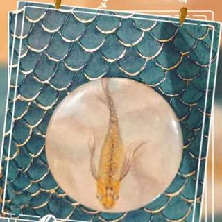 その他 手描きめだか、金魚