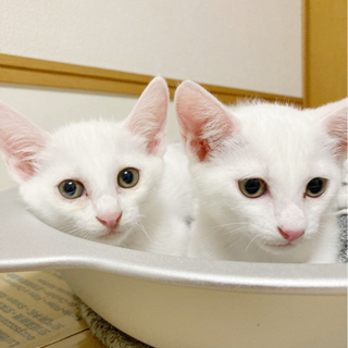 美人姉妹　白猫メス1.5ヶ月