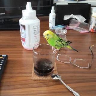 セキセイインコの雌