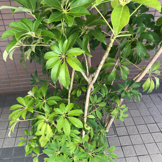 中古シェフレラが無料 格安で買える ジモティー