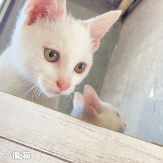 マグロとカツオ ♂