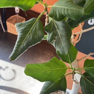 観葉植物　フィカス･アルテシマ