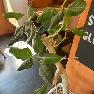 観葉植物　フィカス･アルテシマ