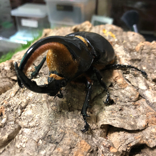 中古サタンオオカブトが無料 格安で買える ジモティー