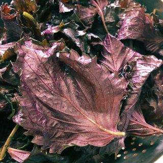 中古青紫蘇が無料 格安で買える ジモティー