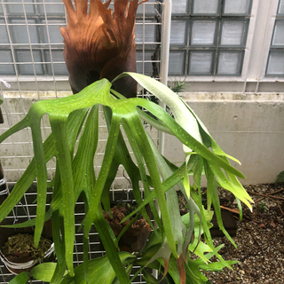 ウィリンキー　ビカクシダ