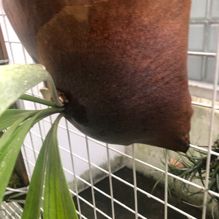 ウィリンキー　ビカクシダ