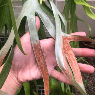 ウィリンキー　ビカクシダ