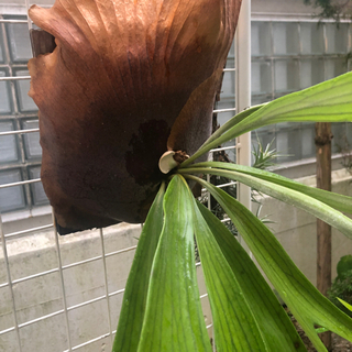 ウィリンキー　ビカクシダ