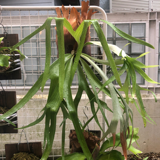 ウィリンキー　ビカクシダ