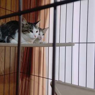 日本猫｜里親募集｜ジモティー