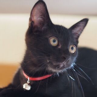 フレンドリー黒猫くぅちゃん