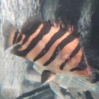 【決まりました】ダトニオプラスワン　パーフェクトバンド　美個体