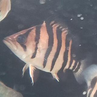 【決まりました】ダトニオプラスワン　パーフェクトバンド　美個体 決まりました】ダトニオプラスワン パーフェクトバンド 美個体