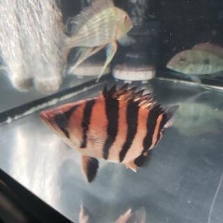 決まりました】ダトニオプラスワン パーフェクトバンド 美個体