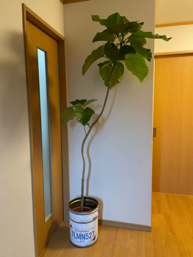 ウンベラータ特大サイズ