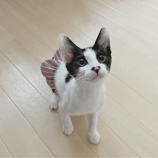 可愛い模様のハチワレ子猫