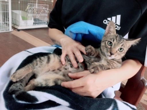 抱っこ好きのキジ猫ちゃん生後5ヶ月 だんご 宮崎の猫の里親募集 ジモティー