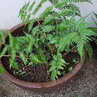 植木鉢の植物　無料です！