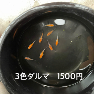 美咲町物産センターにてメダカ販売中です🐟