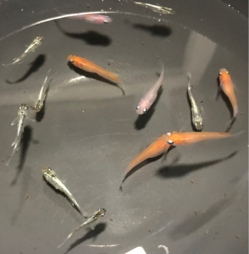 お譲り完了 メダカ稚魚12匹メダカ2種選別漏れ 小町 エメラルドフイン ビオトープ一式付き 黒猫ぷっちぃ 河内長野のその他の中古あげます 譲ります ジモティーで不用品の処分