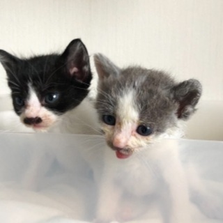生後1ヶ月のクロ・スミちゃん姉妹 - 猫