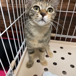 麦わら 里親募集 ジモティー